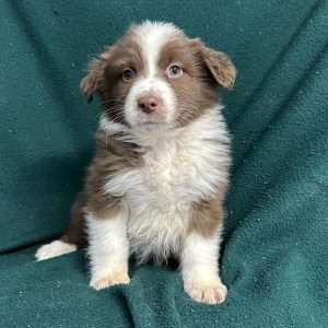 Miniature Australian Shepherd 2944