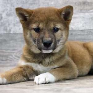 Shiba Inu 2981