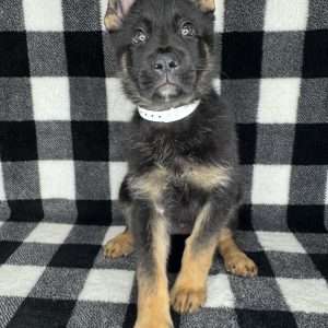 German Shepherd 7625