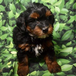 Mini Whoodle 3479