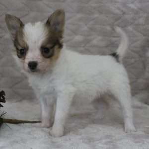 Papillon 8759