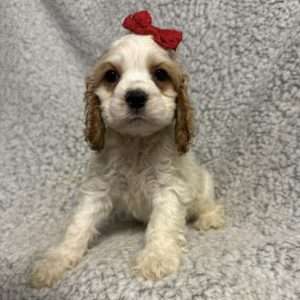 Cocker Spaniel 2921