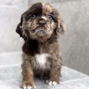 Cocker Spaniel 7821