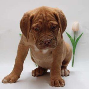 Dogue de Bordeaux 1494