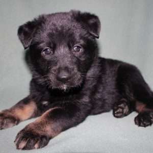German Shepherd 7626