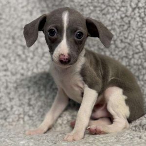 Italian Greyhound 2909