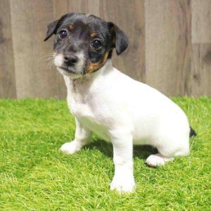 Jack Russell Terrier 0995