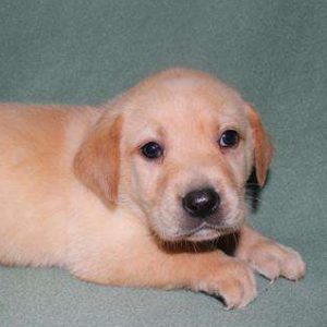 Labrador Retriever 4161