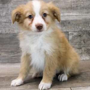 Mini Australian Shepherd 2008