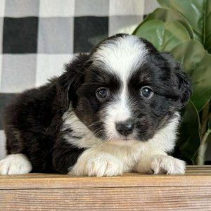 Miniature Australian Shepherd 6459