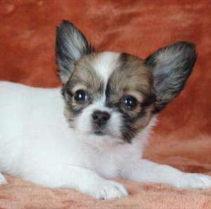Papillon 8859