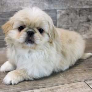 Pekingese 1800