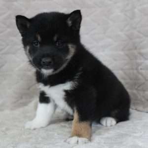 Shiba Inu 5261