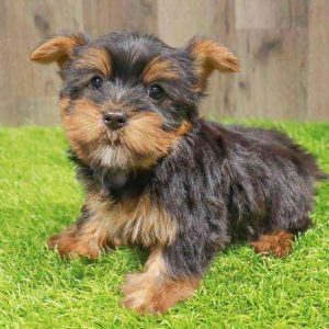 Silky Terrier 4354
