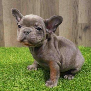 French Bulldog 1249