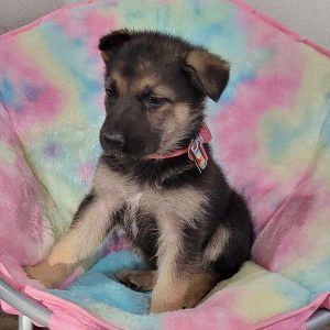 German Shepherd 4671