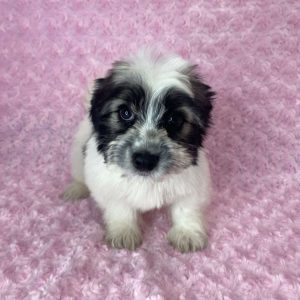 Coton De Tulear 2283