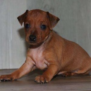 Miniature Pinscher 0489
