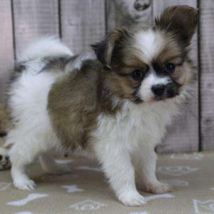 Papillon 9347