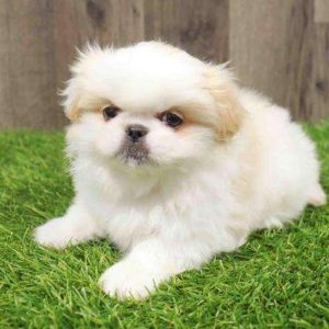 Pekingese 0569