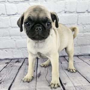 Pug 0254