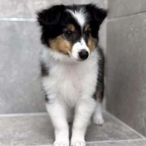 Shetland Sheepdog 8048