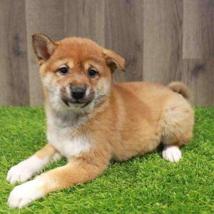 Shiba Inu 1024