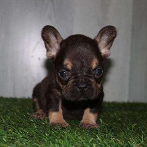 French Bulldog 2144