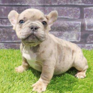 French Bulldog 5041
