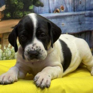 German Shorthaired Pointer 4342