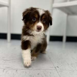 Miniature Australian Shepherd 0353