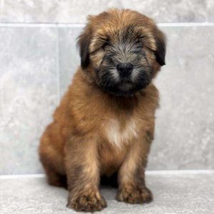 Soft Coated Wheaten 7495