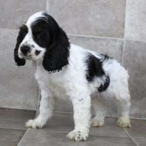 Cocker Spaniel 2069