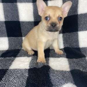 French Bulldog- Pomeranian 9262