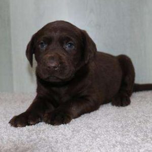 Labrador Retriever 5667