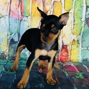 Miniature Pinscher 1390