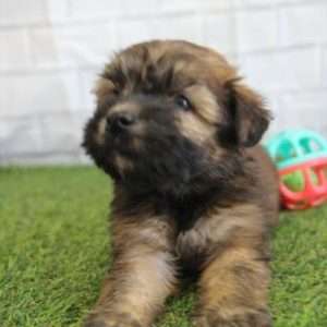 Soft Coated Wheaten 0219