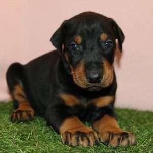 Doberman Pinscher 7230