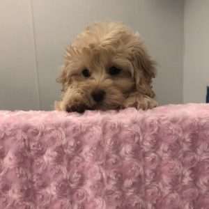 Cockapoo 3338