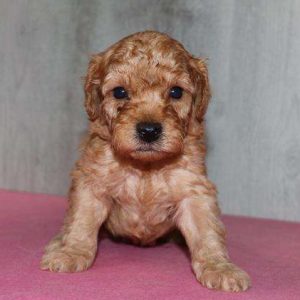 Goldendoodle 6954