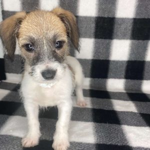 Jack Russell Terrier-Dachshund 6816