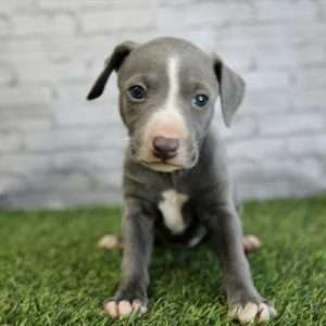 Italian Greyhound 8139