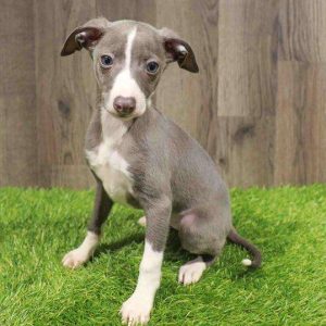 Italian Greyhound 9644