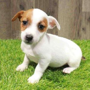 Jack Russell Terrier 6770