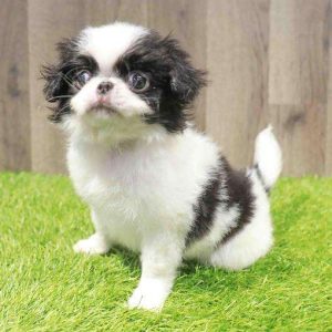 Japanese Chin 4488