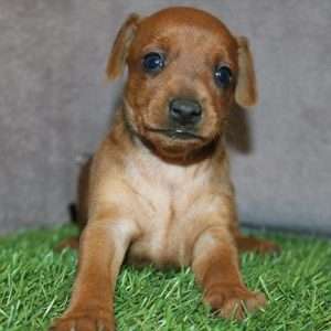 Miniature Pincher 0513