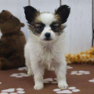 Papillon 9136