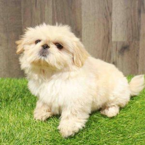 Pekingese 4908