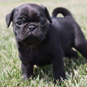 Pug 7187