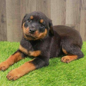 Rottweiler 4902